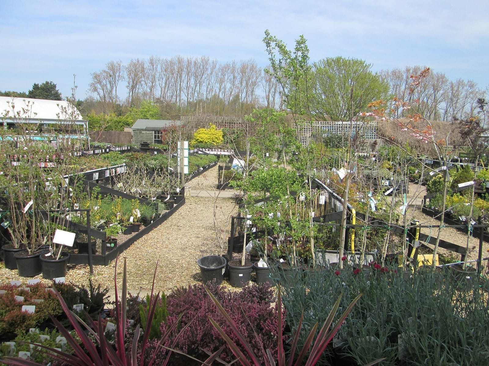 Olive Tree Cafe photo 2