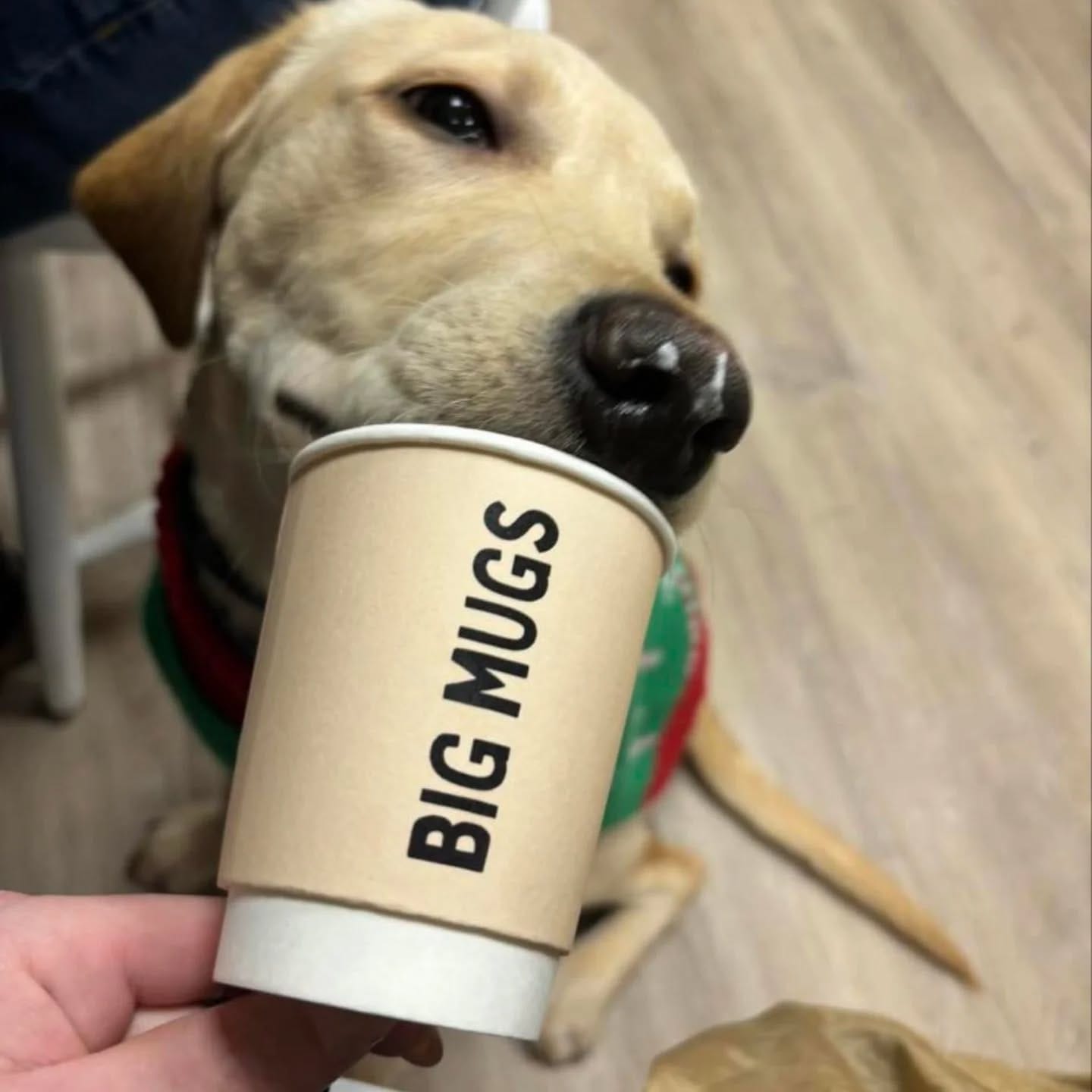 Big Mugs