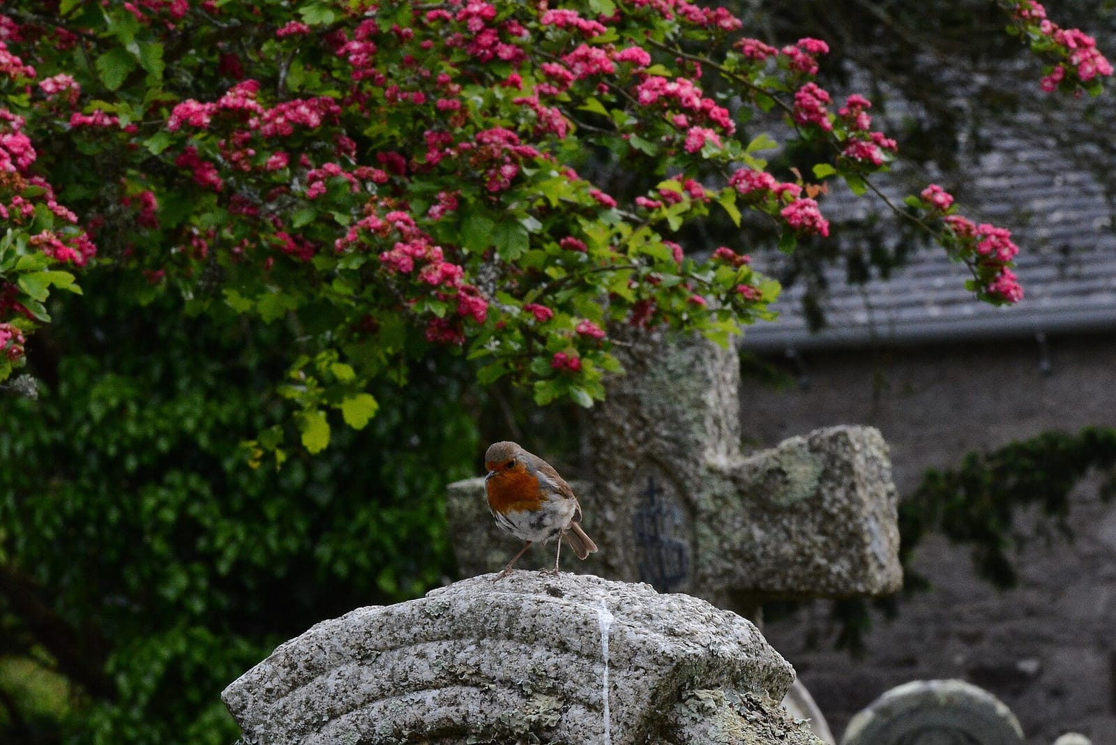Cafe Mylor photo 5
