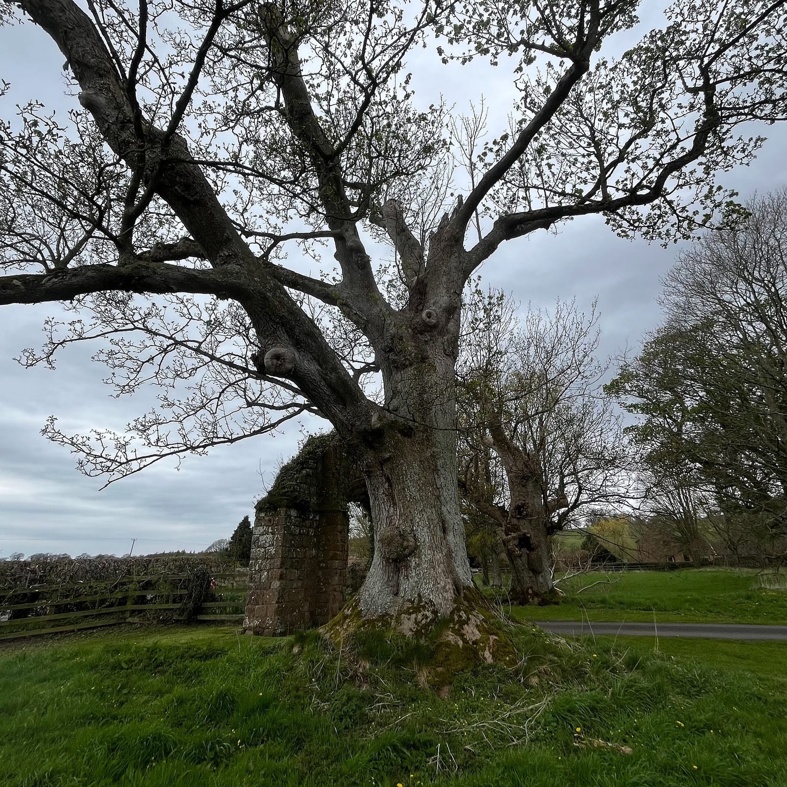 Lanercost Tea Rooms