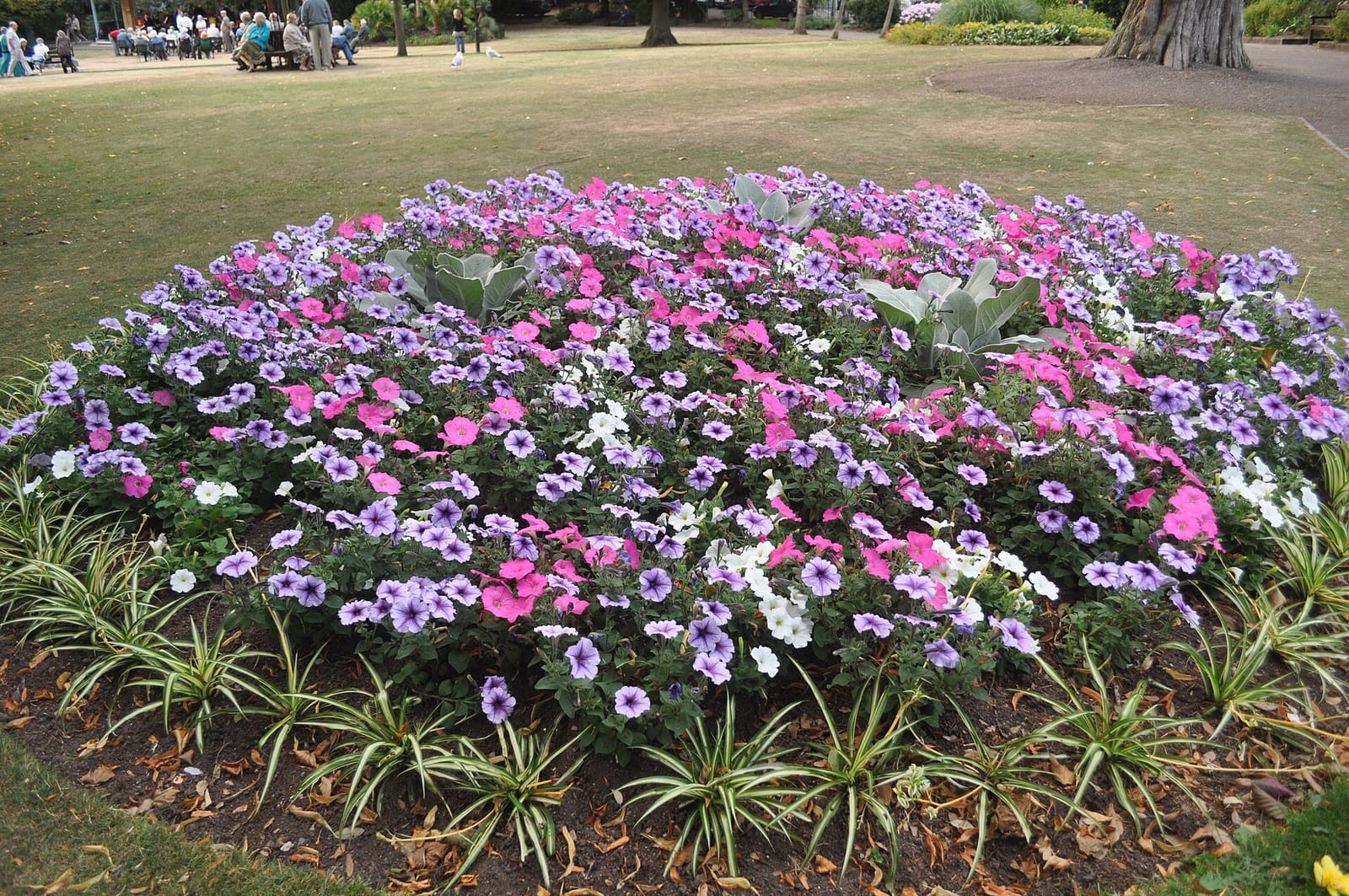 Bumble & Bee photo 3