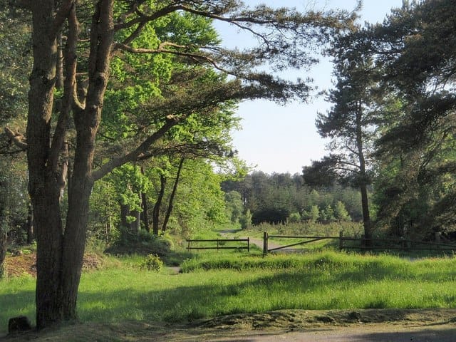 Teign Bean @ Mamhead Obelisk photo 4