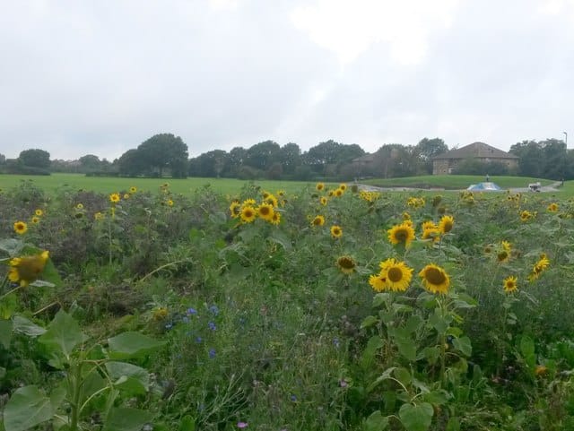 Slades Park Pavilion photo 3