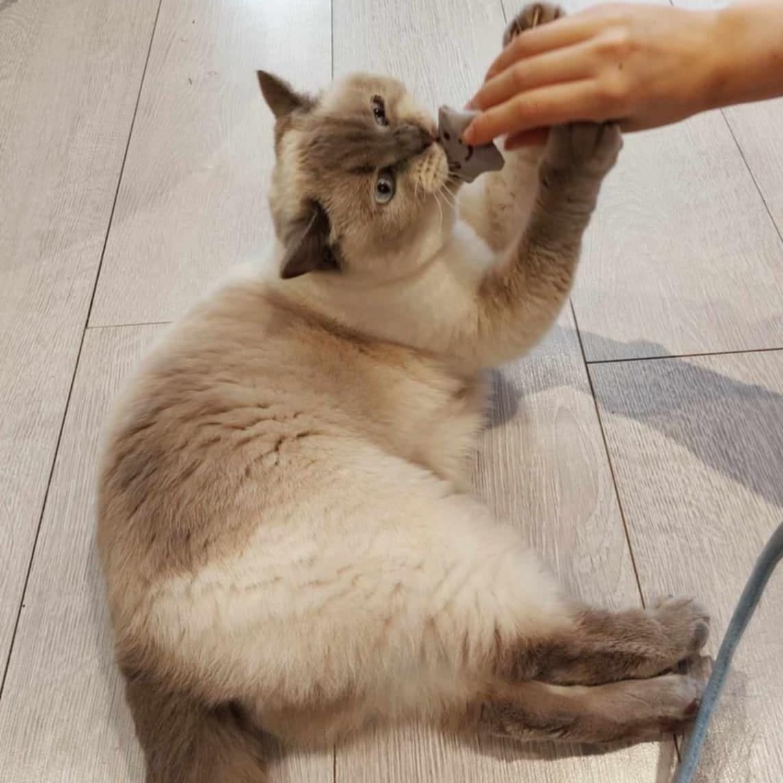 Pawsome Cat Cafe photo 7