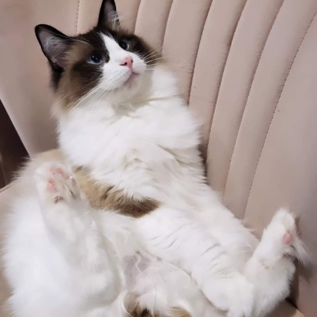 Pawsome Cat Cafe photo 8
