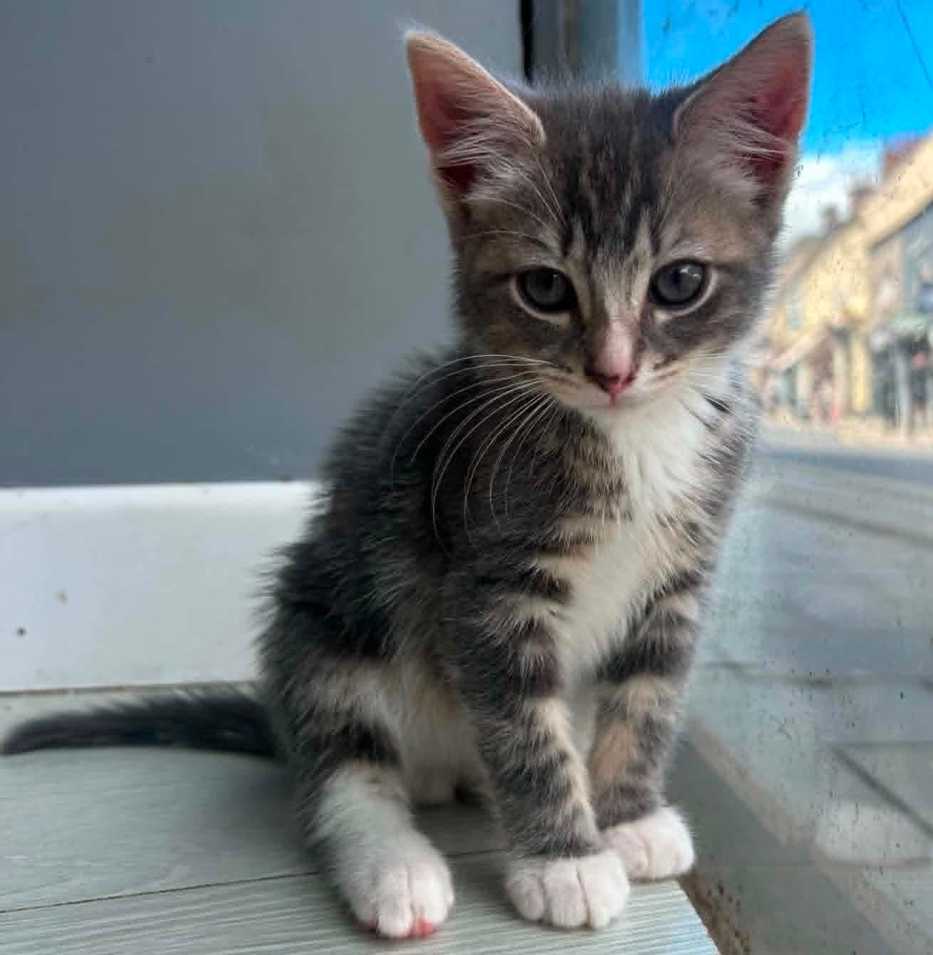 Pawsome Cat Cafe photo 4