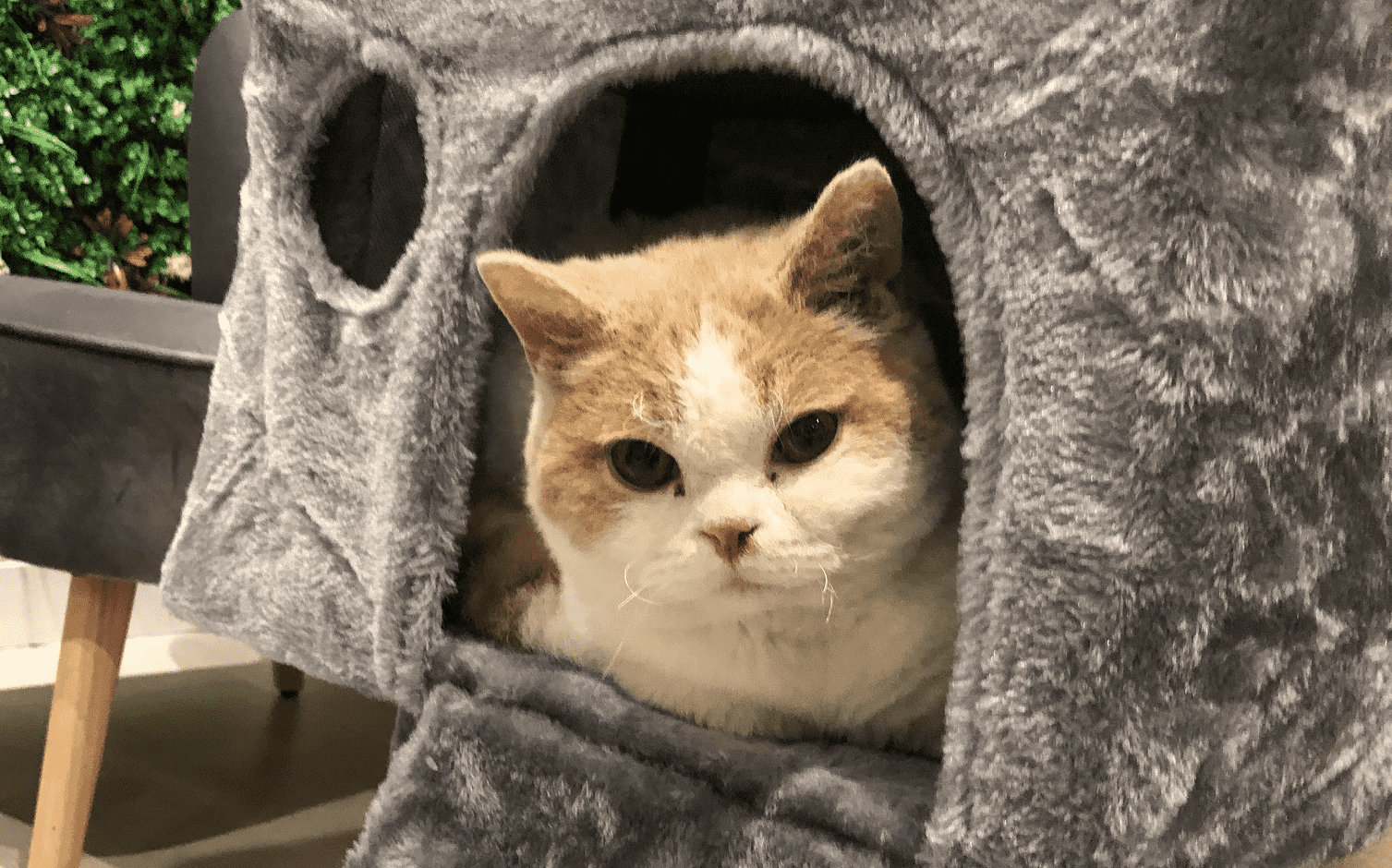 Pawsome Cat Cafe photo 5