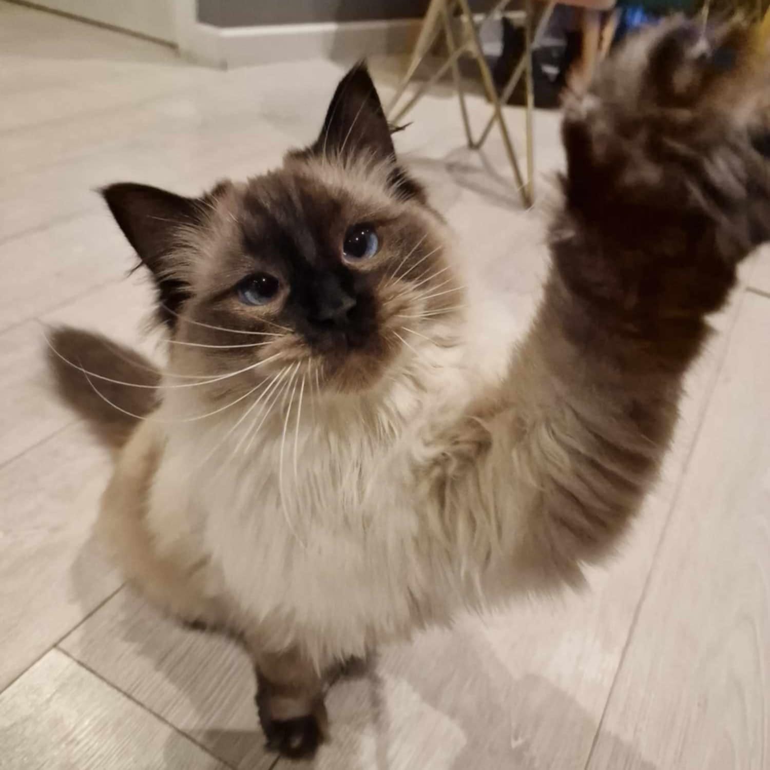 Pawsome Cat Cafe photo 6