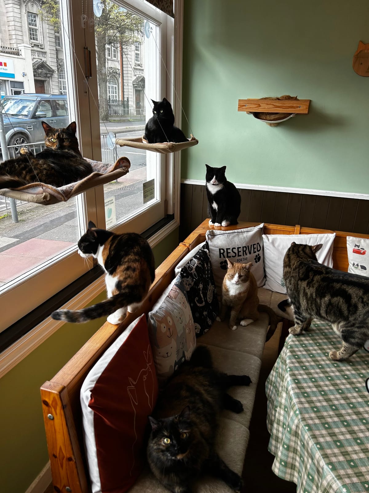 The Mad Catter Cat Cafe photo 3