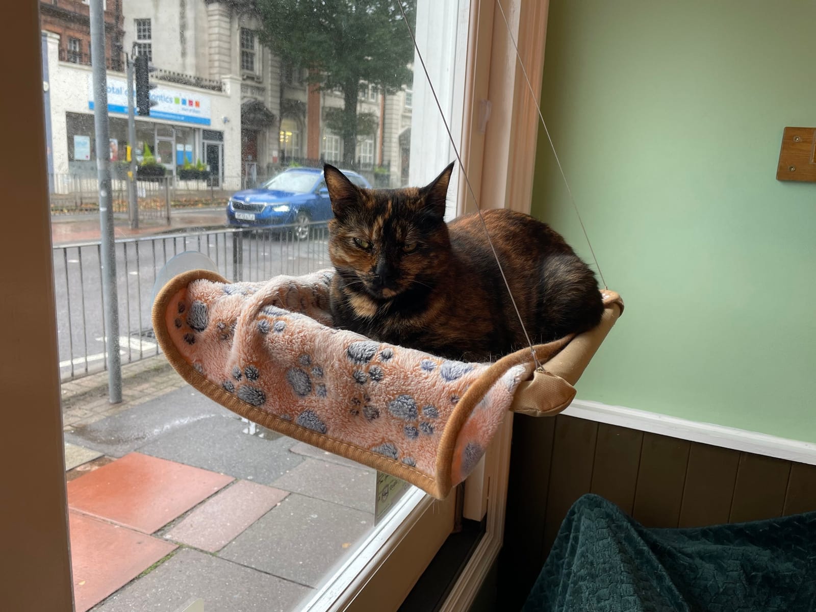 The Mad Catter Cat Cafe photo 5