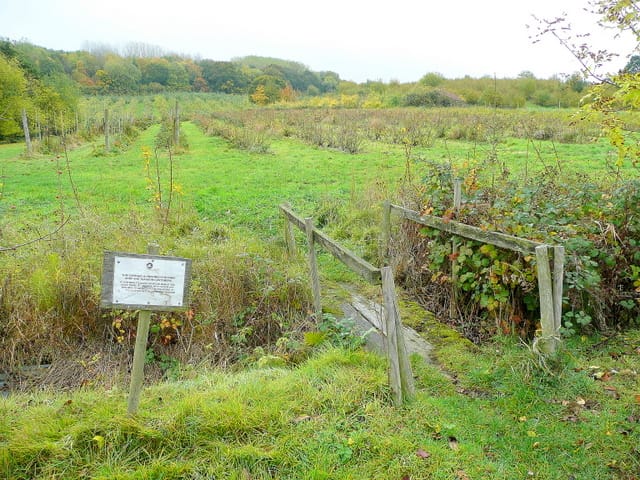 Orchard Kichen photo 4