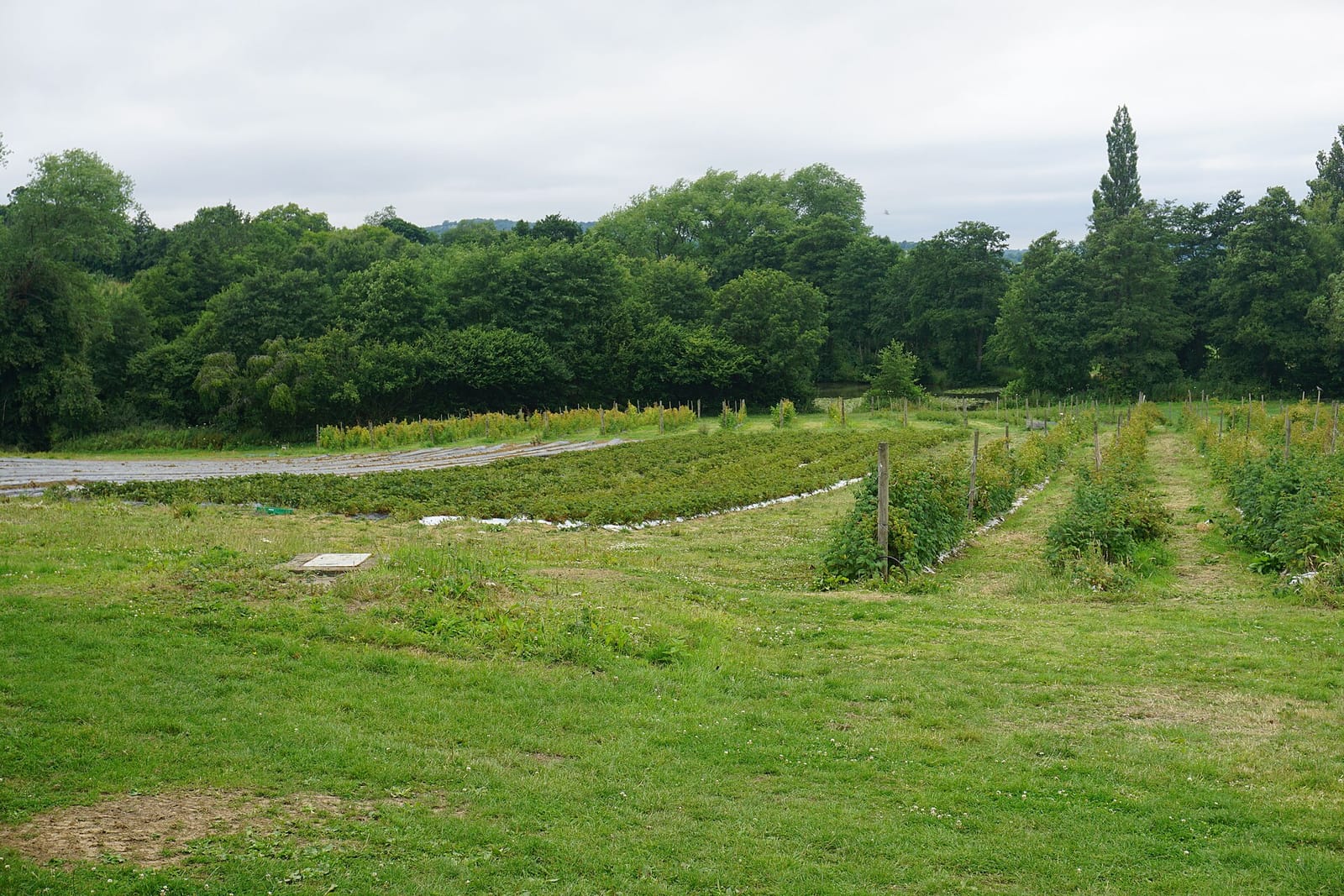 Orchard Kichen photo 2