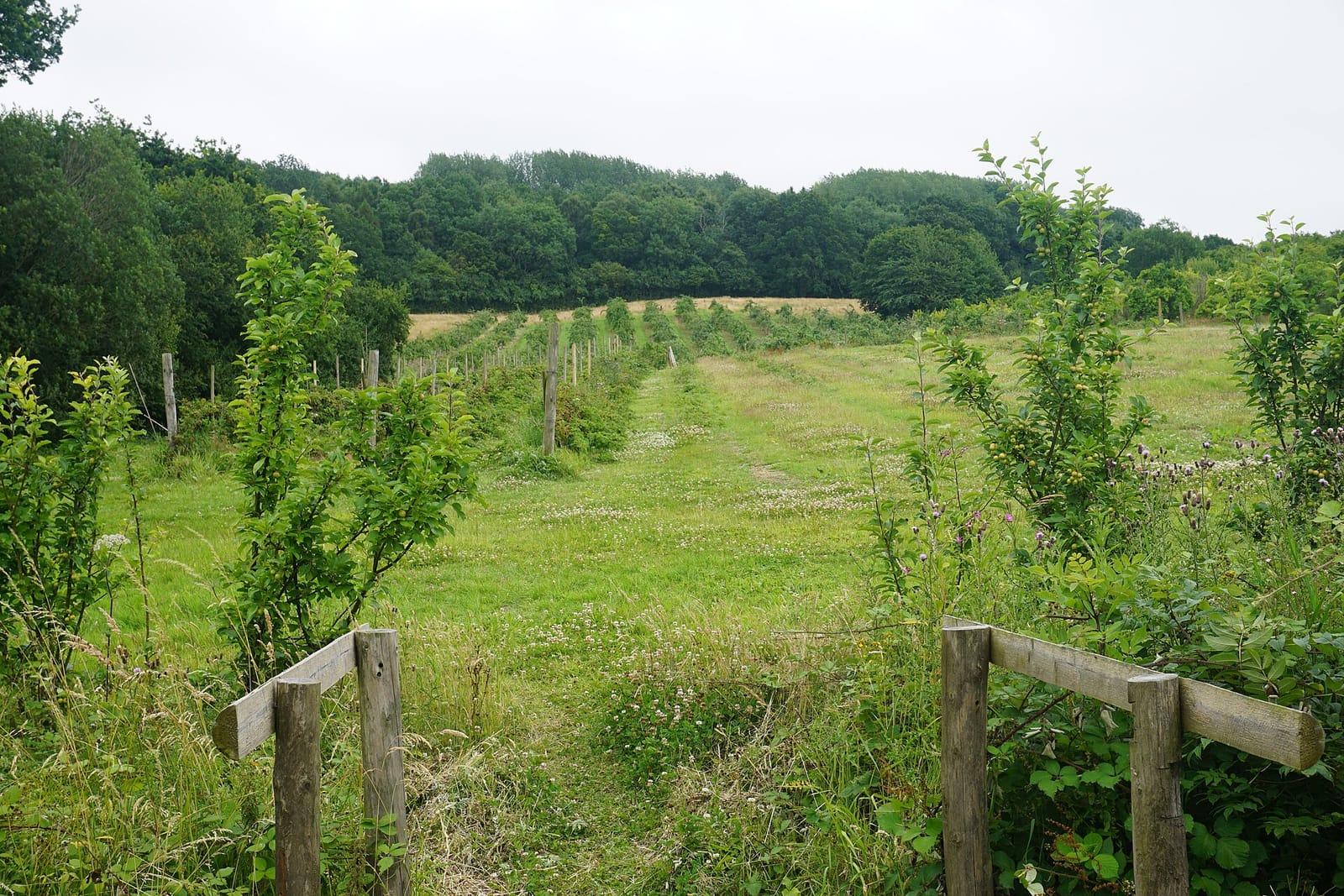 Orchard Kichen