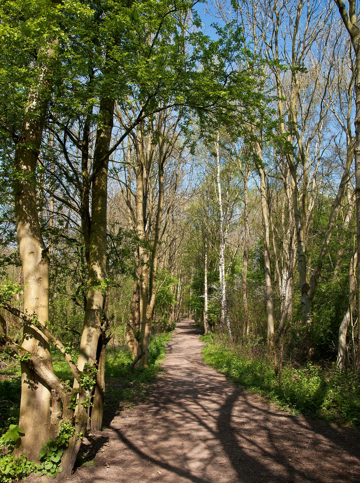 Tree Tops Cafe photo 2