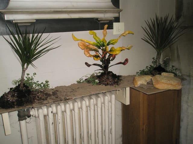 Costa photo 3