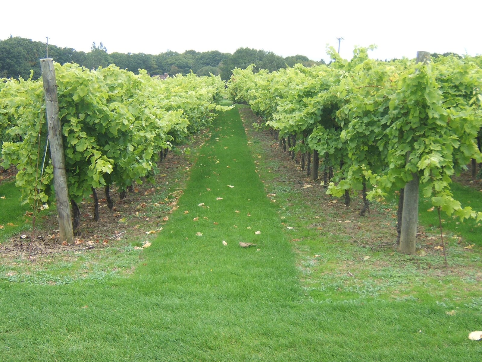 Biddenden vineyard