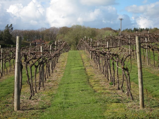 Biddenden vineyard photo 4