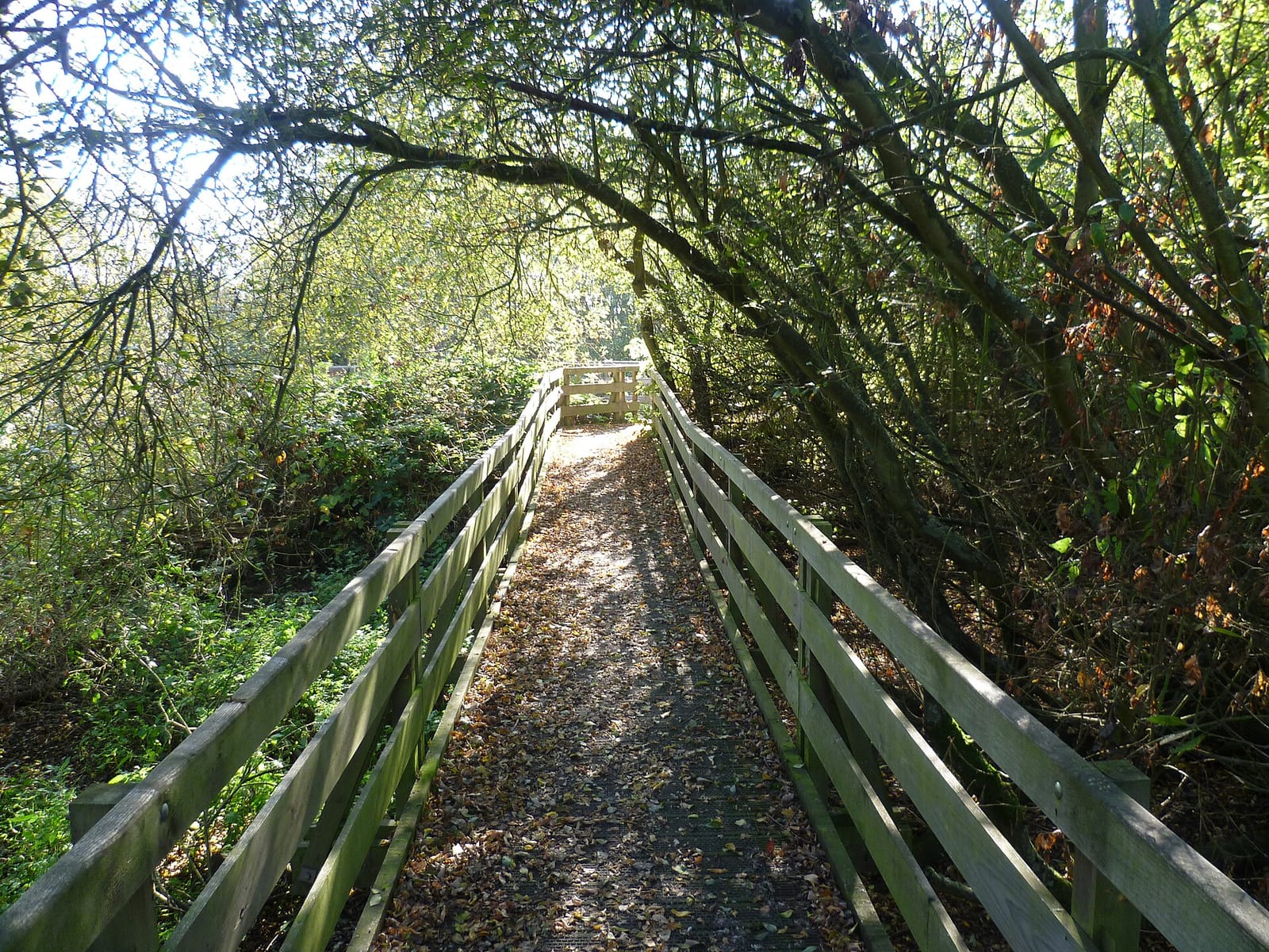 The Nest photo 2