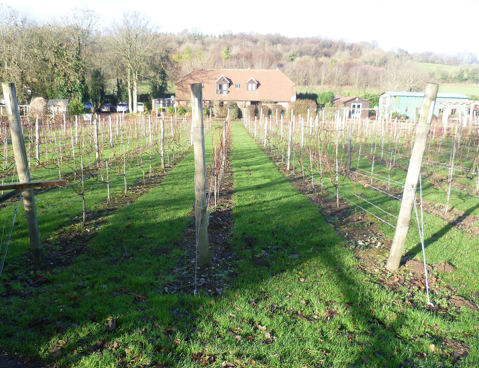 Vineyard Garden Centre Cafe photo 2