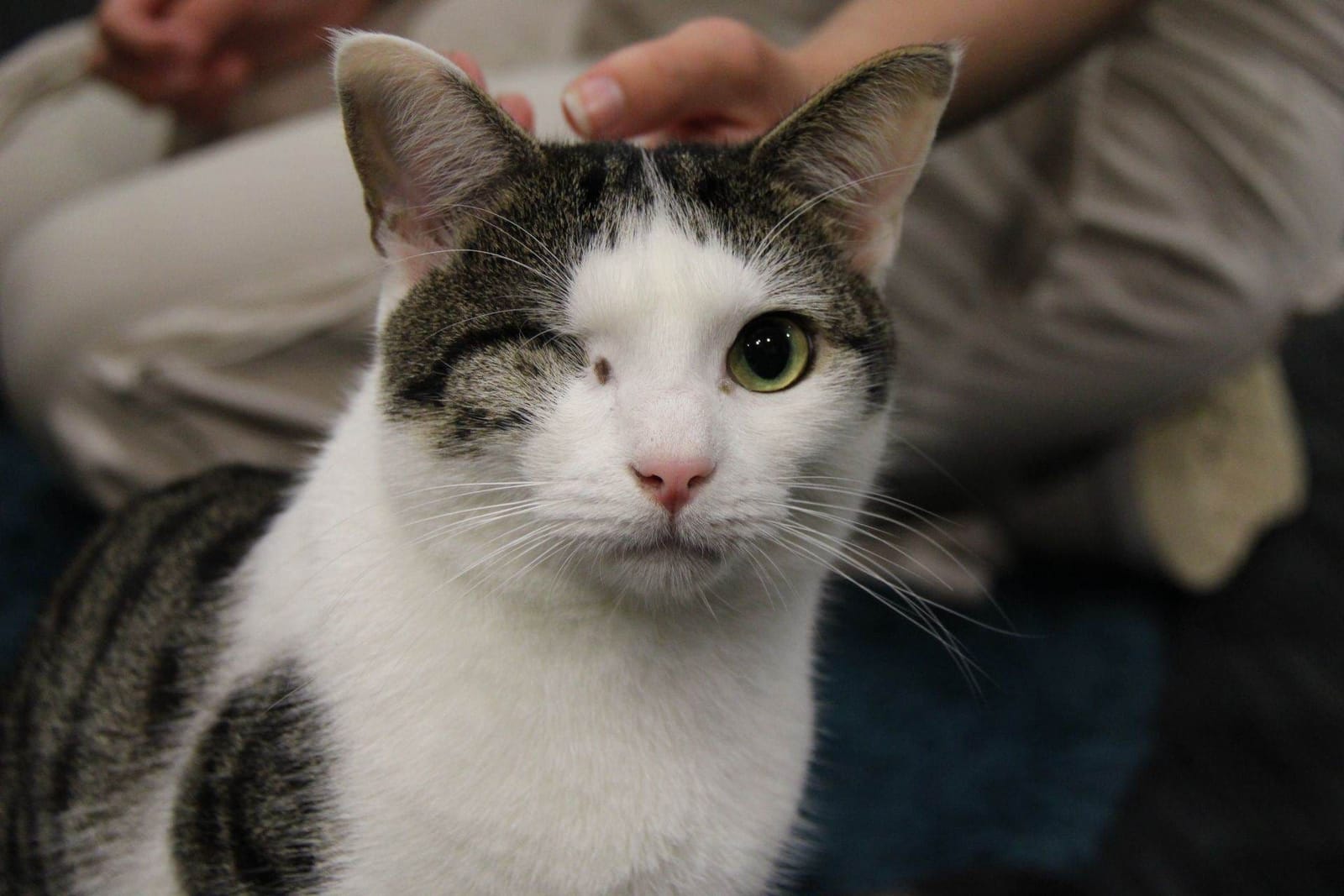 Cafe Meow photo 2