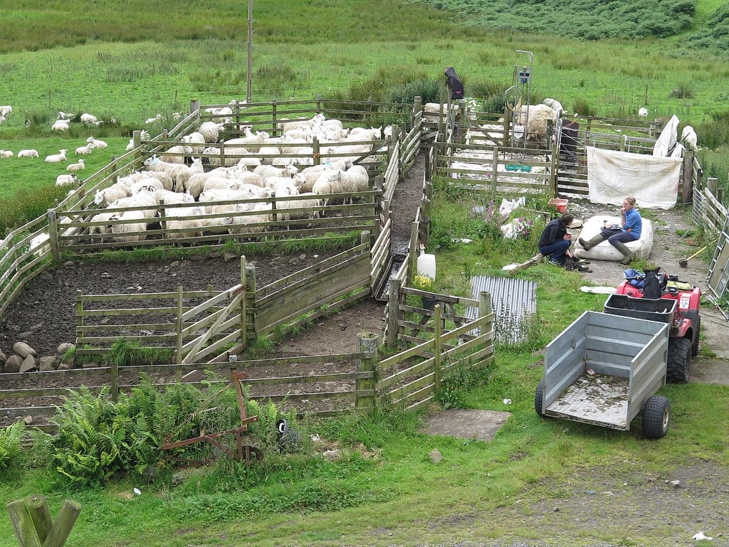 Kerrera Tea Garden photo 4