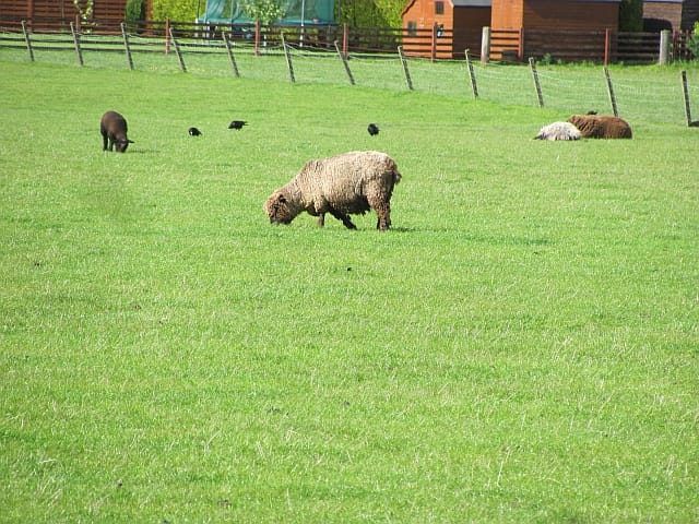 Coffee Bothy & Blairmains Farm Shop