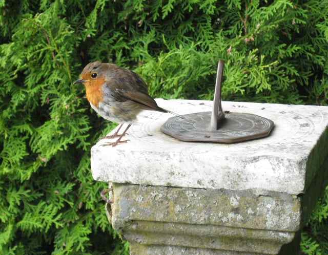 Branklyn Gardens Tearoom photo 3