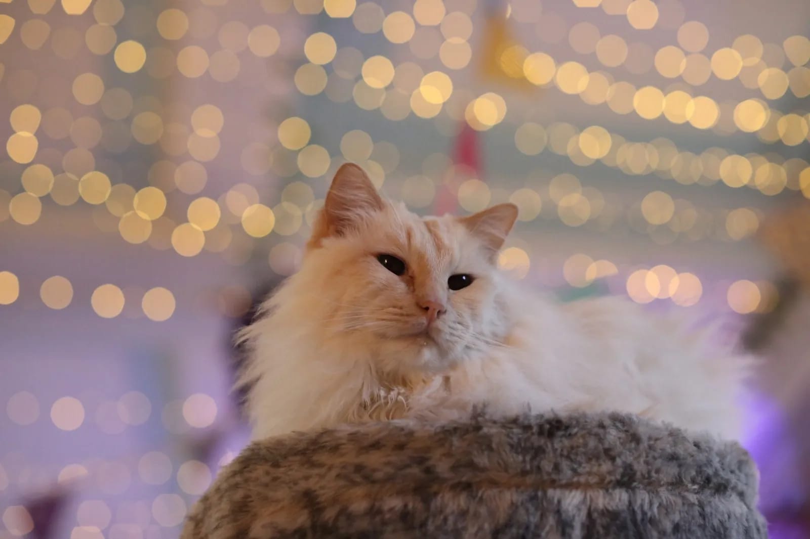 Purrple Cat Rescue