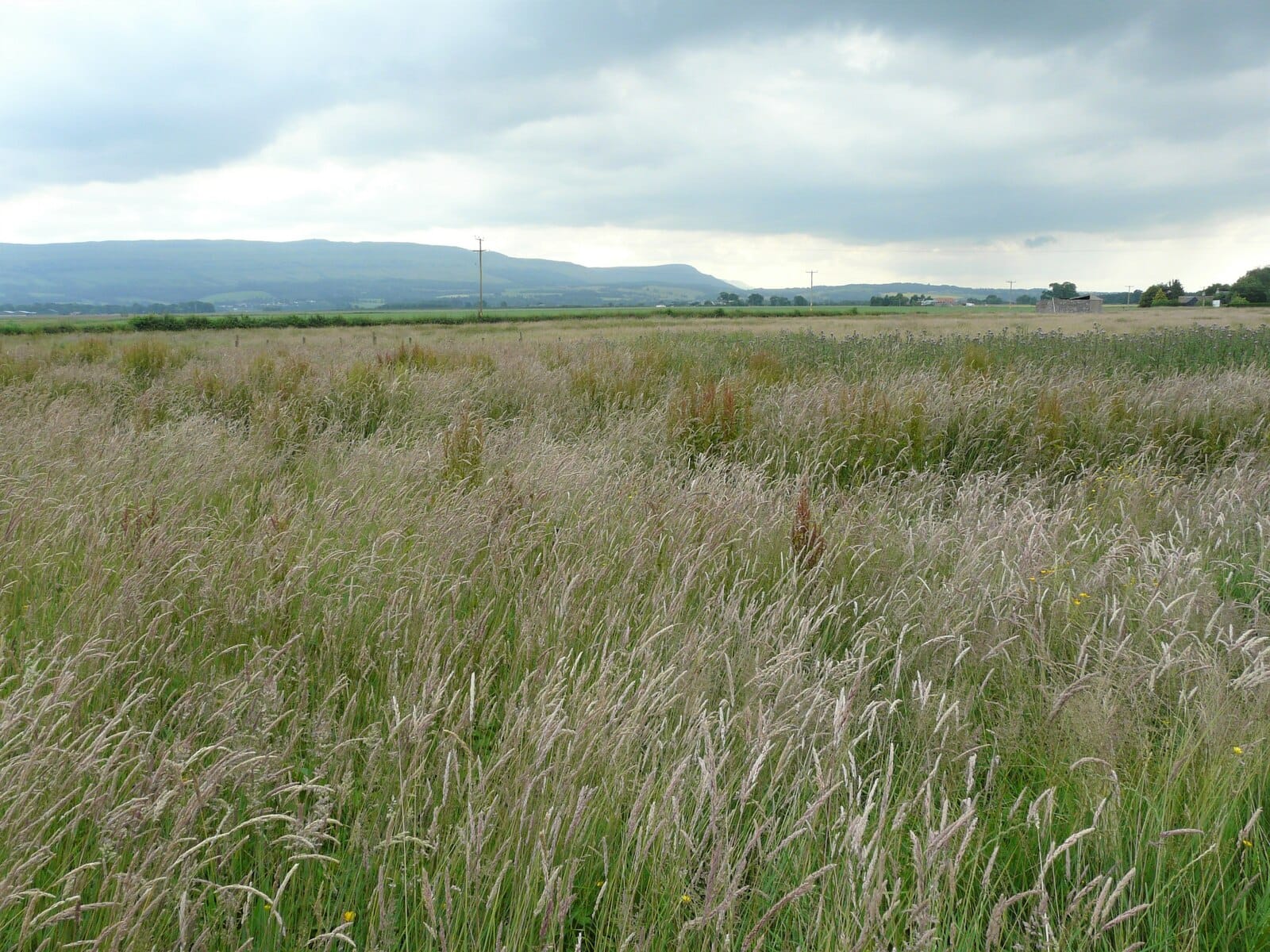 Smiddy Farm Shop, Butchery and Cafe photo 3