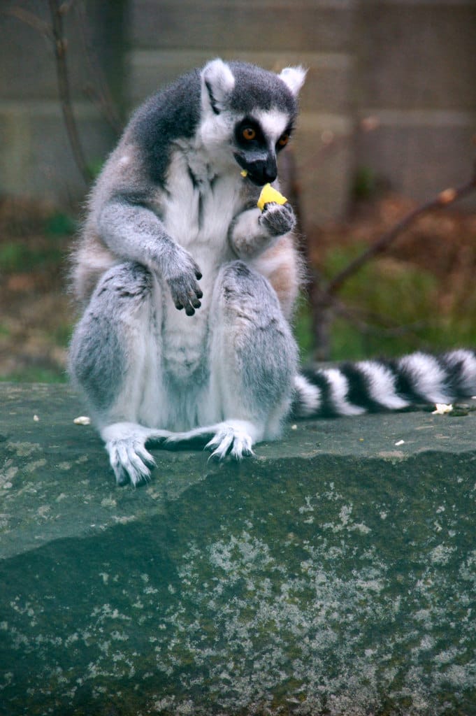 Camperdown Wildlife Centre