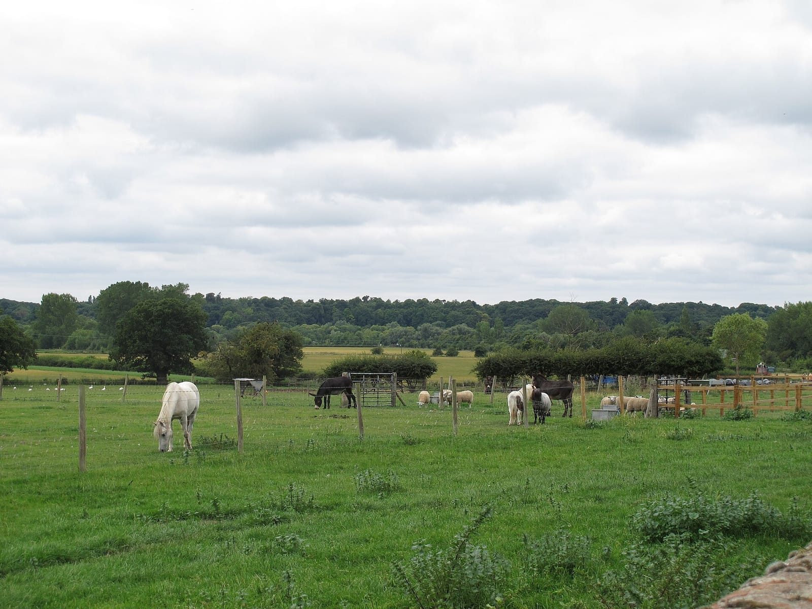 Hall Farm Restaurant & Tea Room