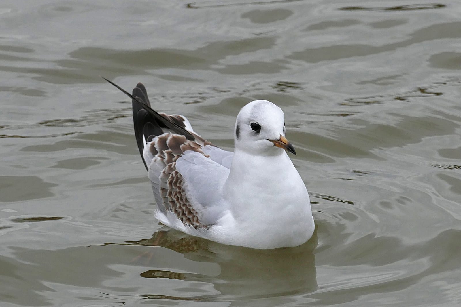 Quackers Cafe photo 2