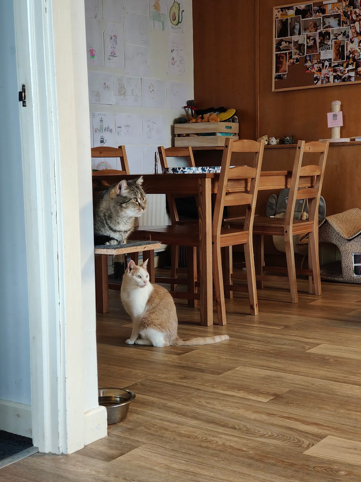 Bad Cat Cafe