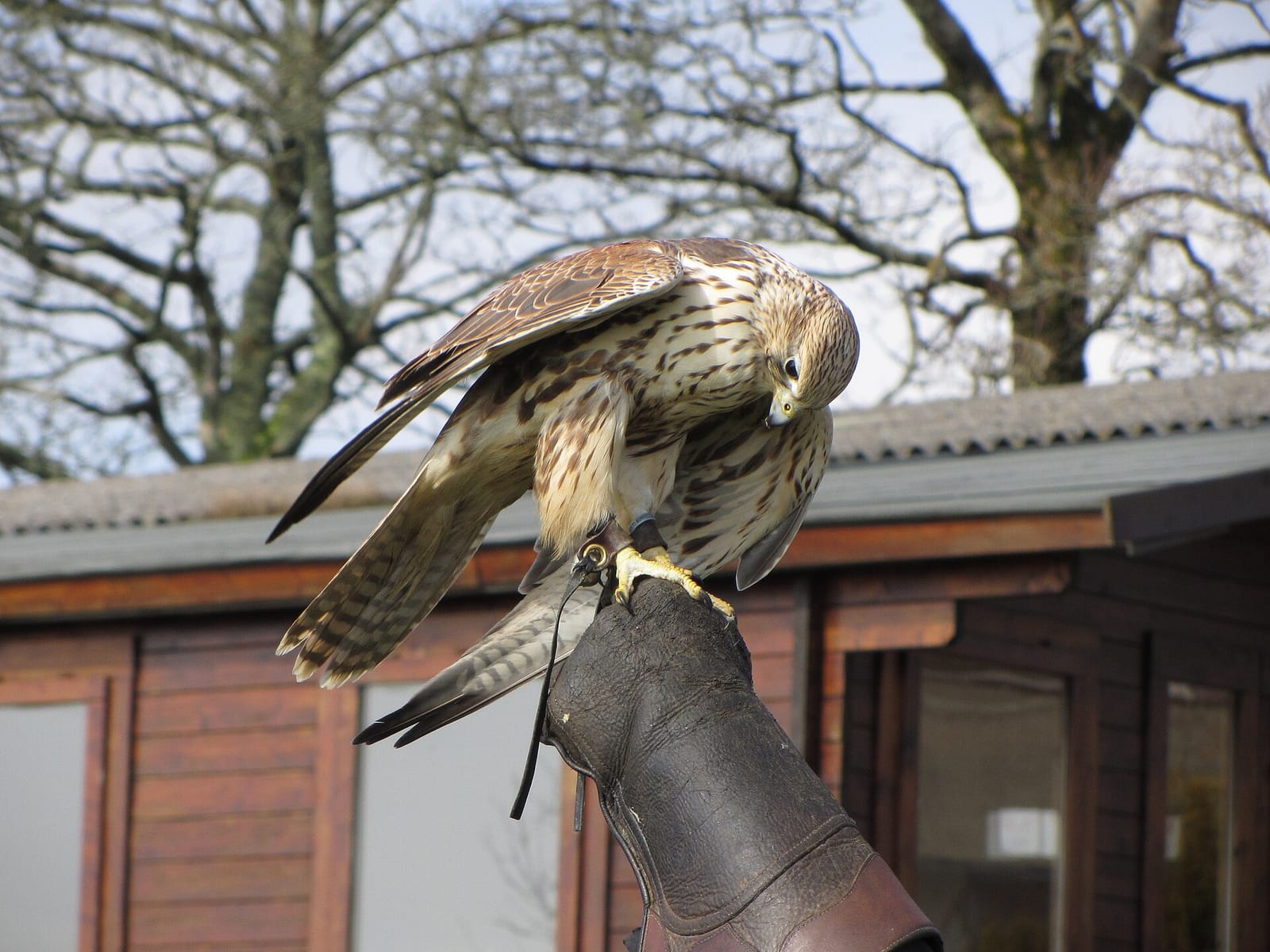 Perriswood Archery & Falconry Centre photo 3