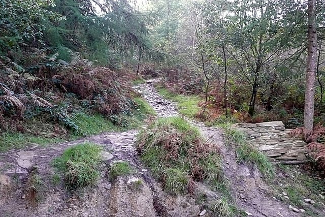 Woodland Cafe photo 12