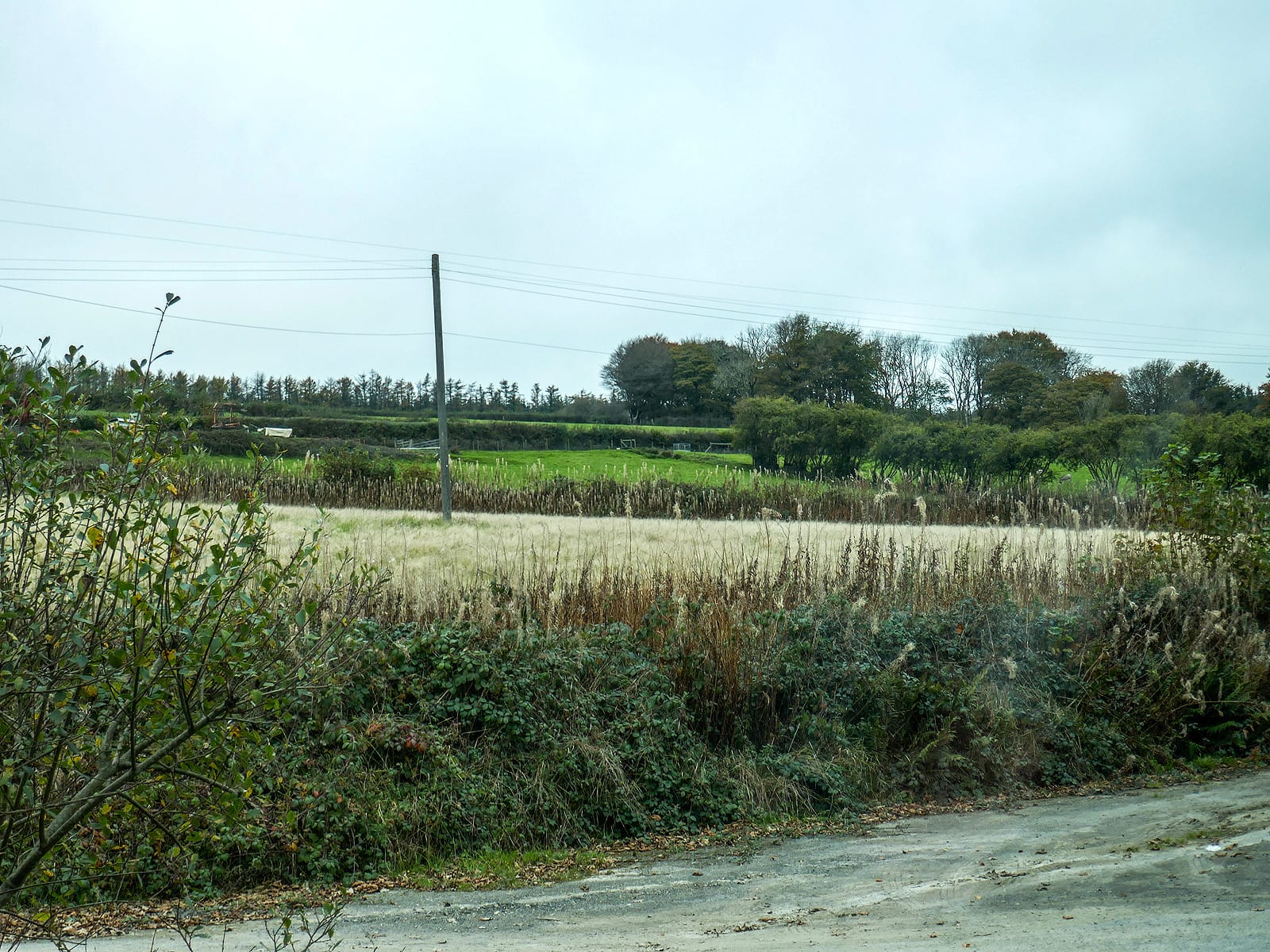 Foxglove Cafe photo 2