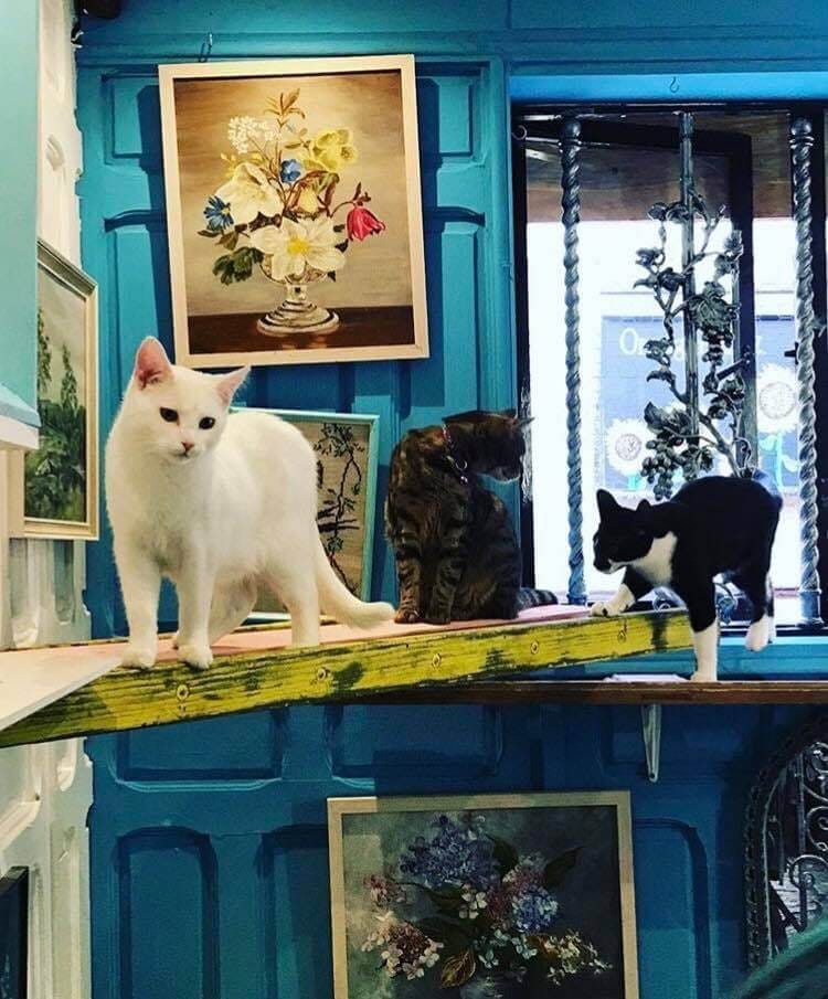 Shakespaw Cat Cafe photo 3