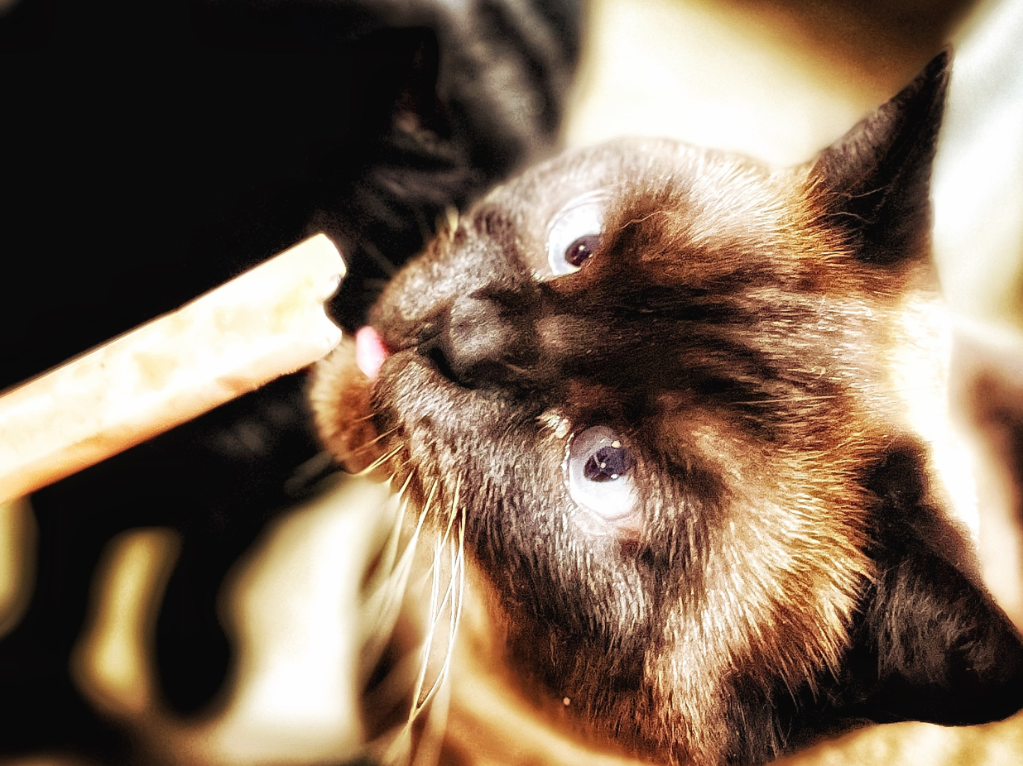 A Slice Of Purrfection photo 3