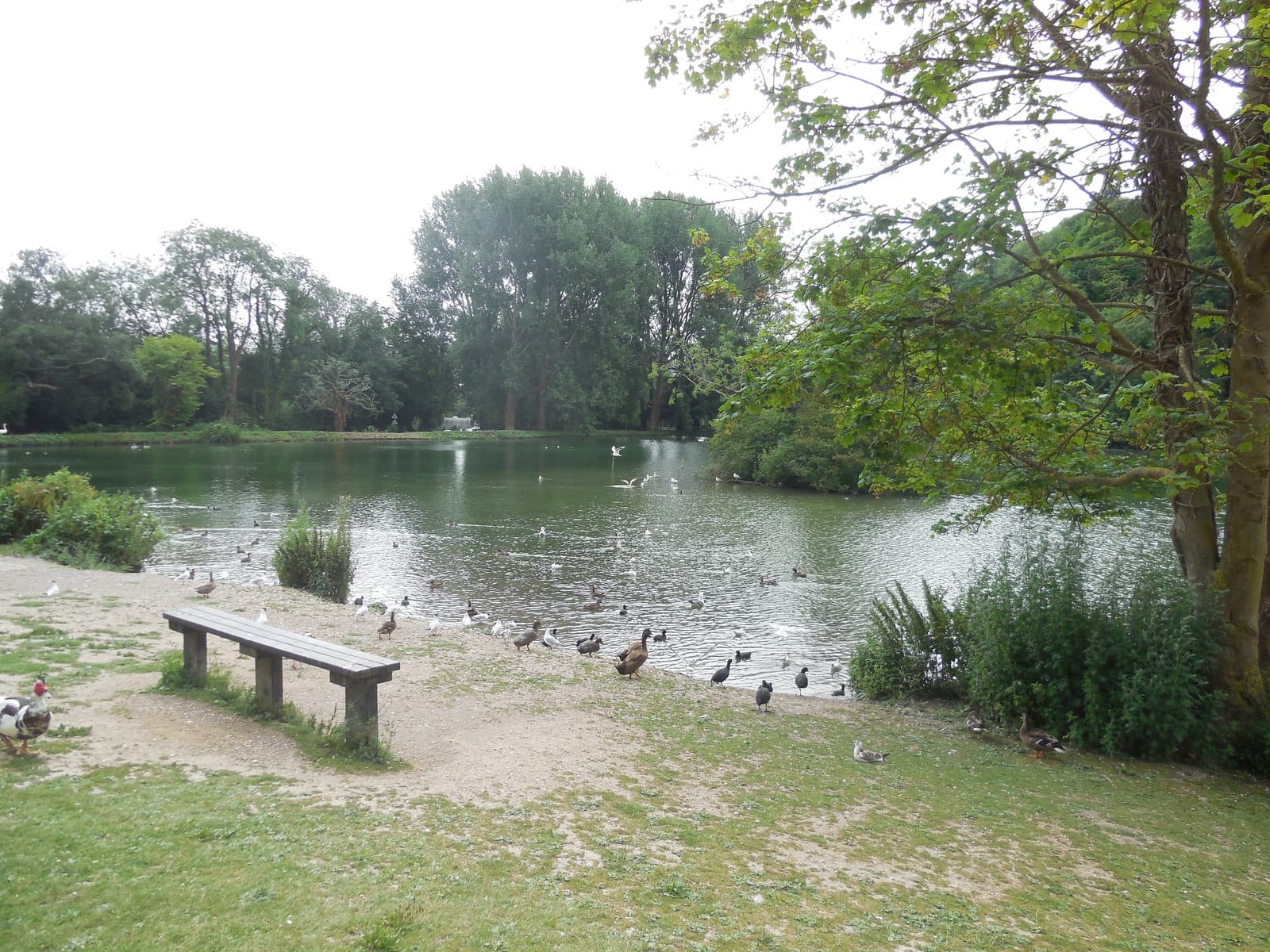 Swanbourne Lodge Tearoom photo 4