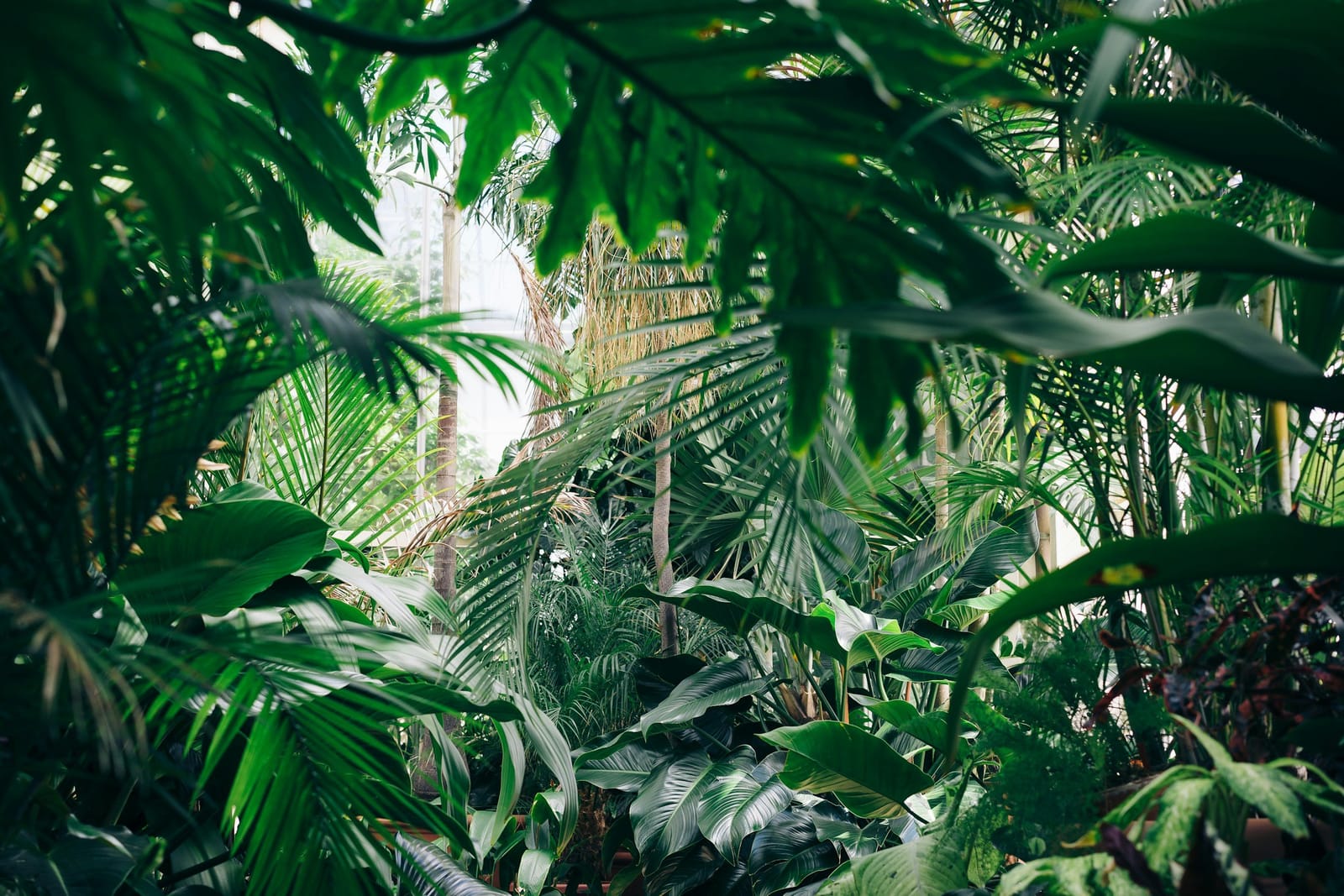 Jungle Café photo 3