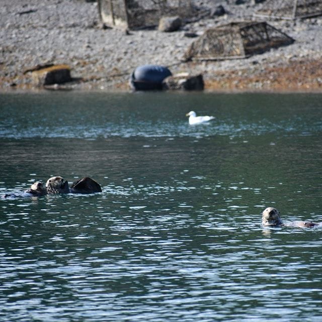 Halibut Cove Coffee House photo 8