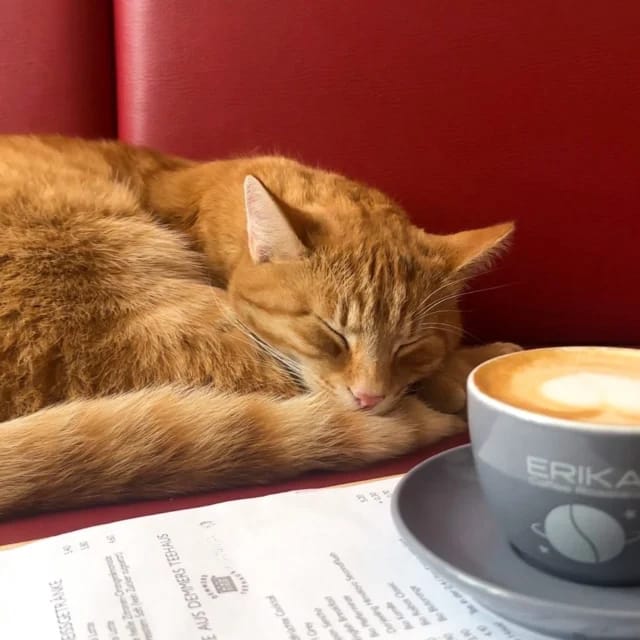 Café Schubert photo 6