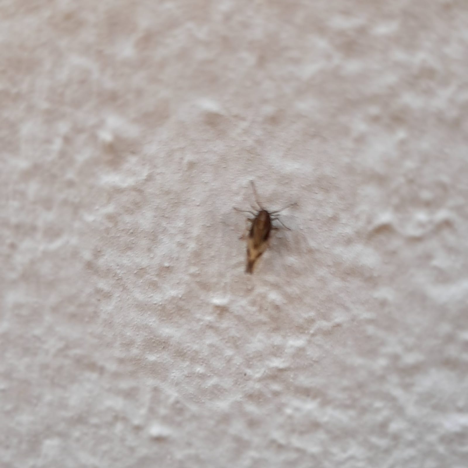 Ährlich photo 2