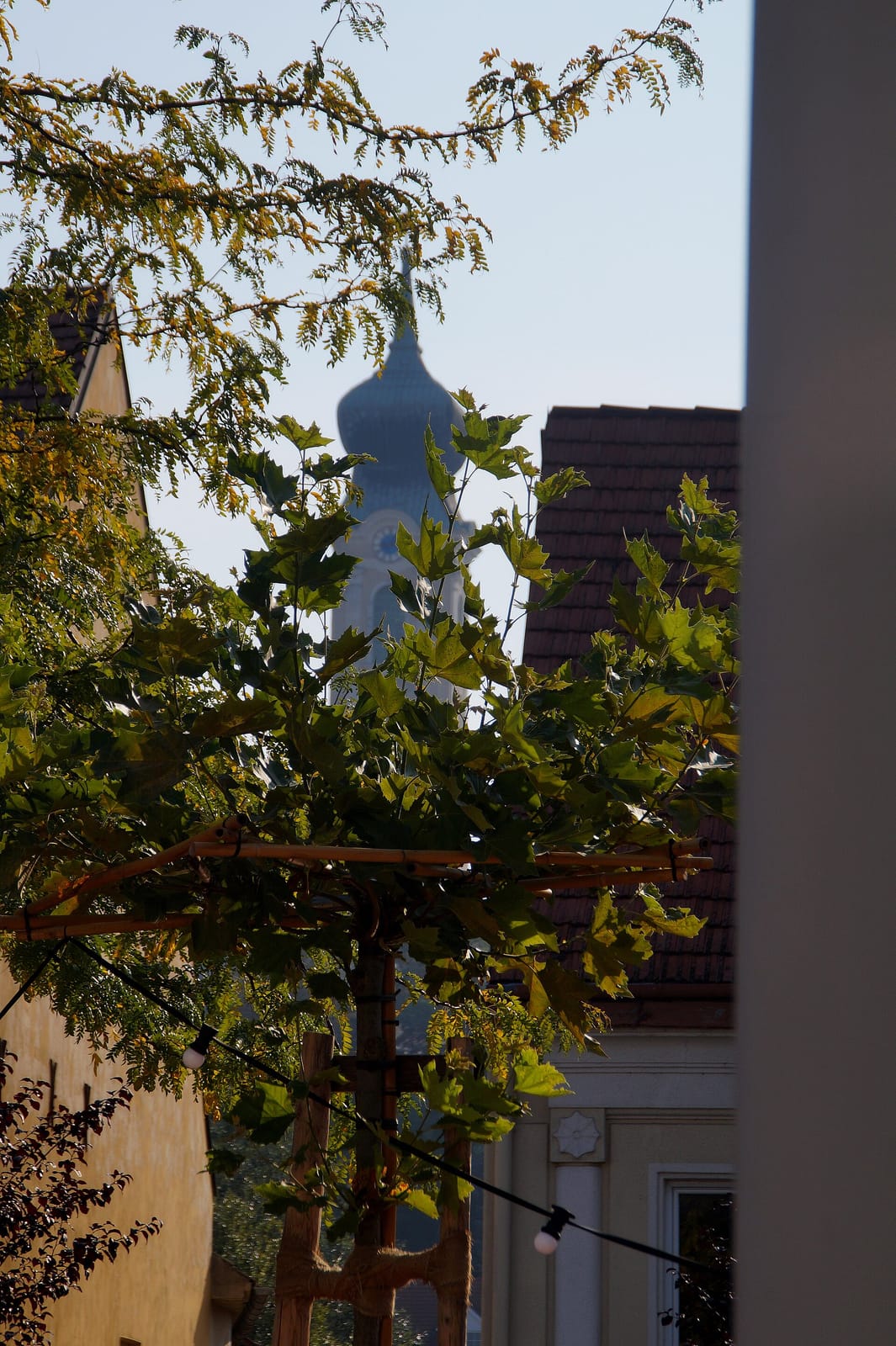 Geier photo 3