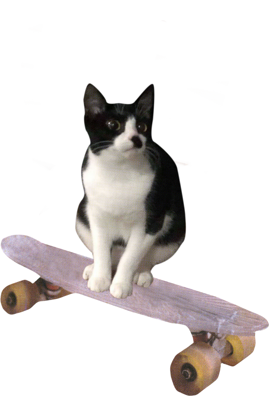 Catbird Cafe photo 5