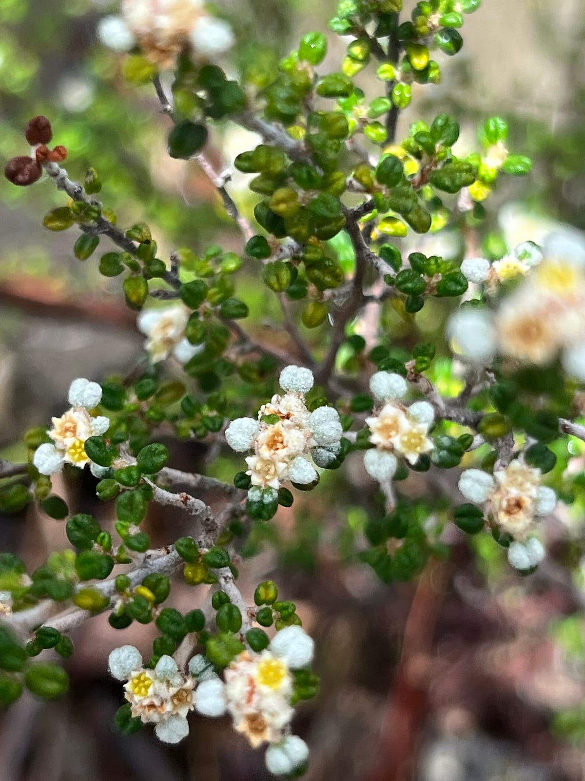 Pollen Cafe photo 4