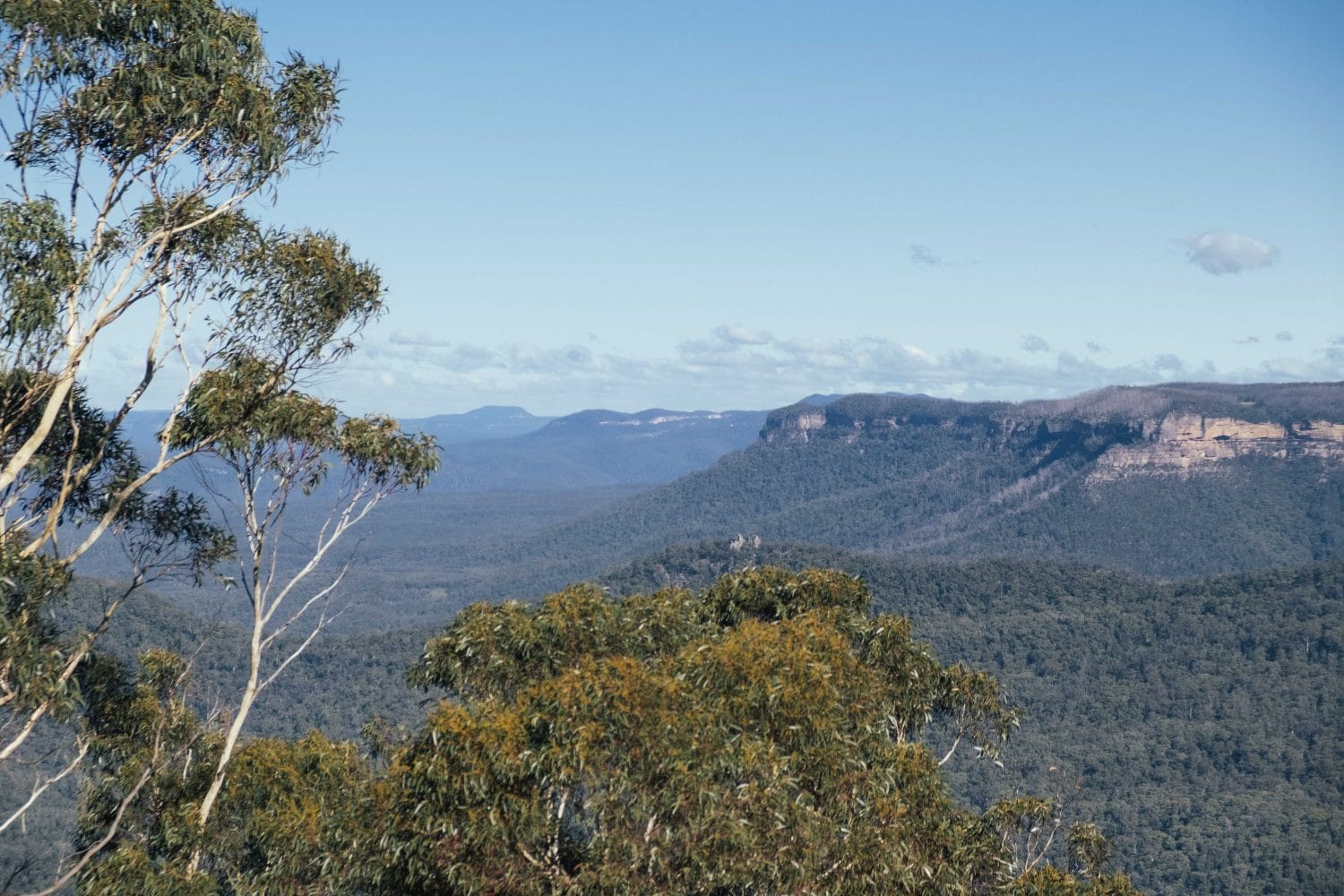 Milkbar at the Lookout photo 2