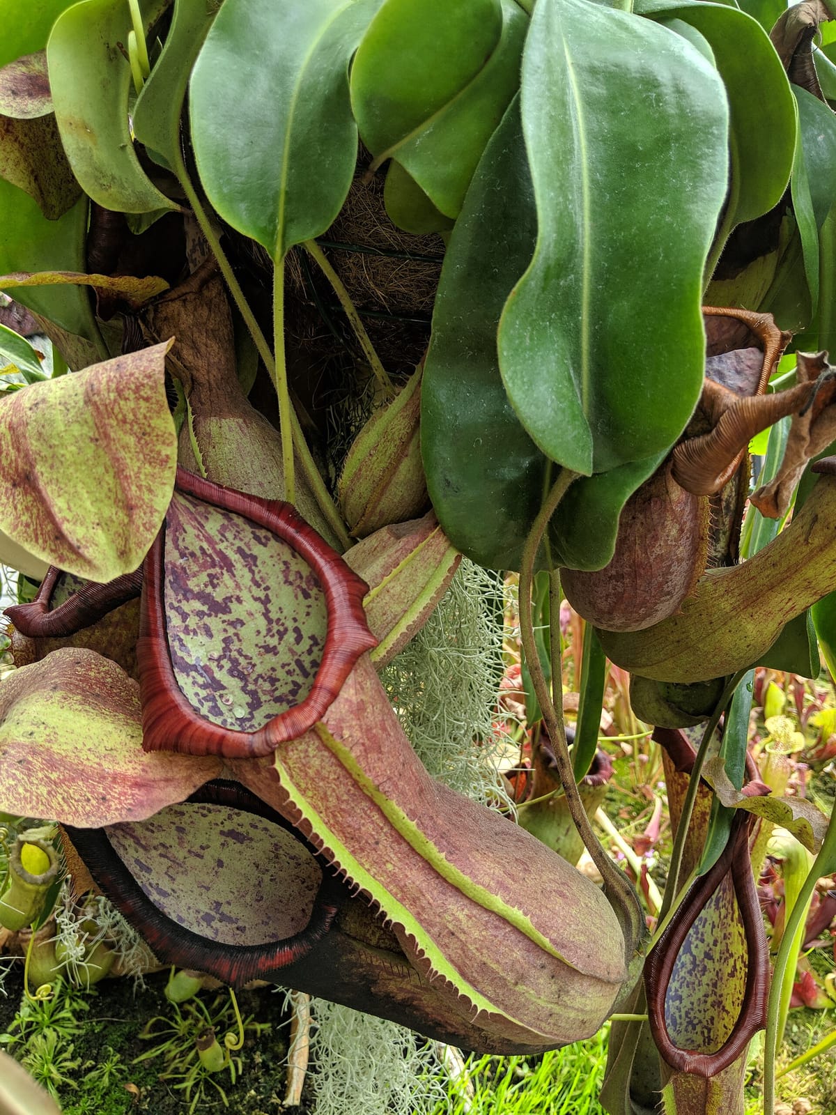 Leaf Dept. photo 3