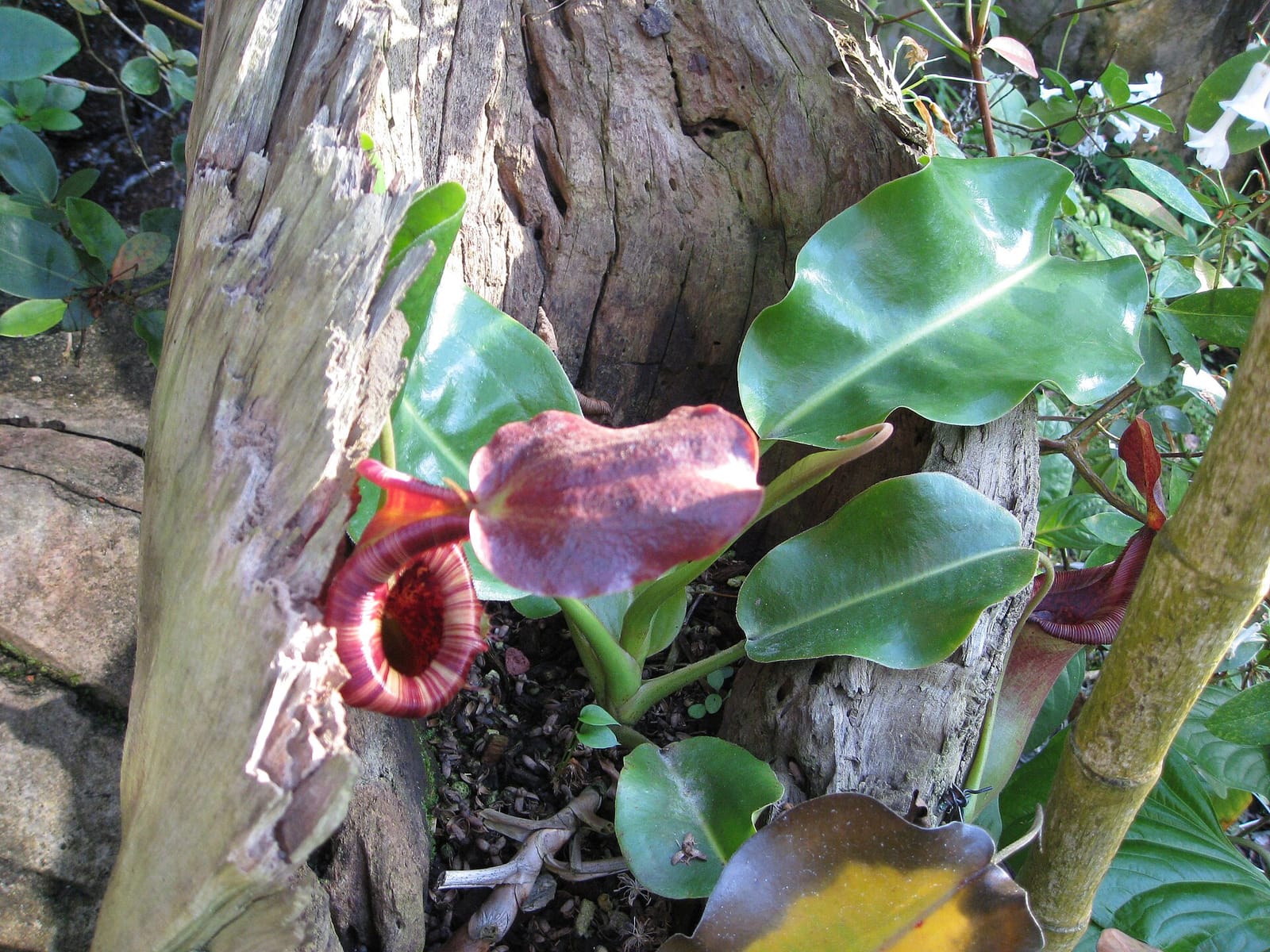 Leaf Dept. photo 4