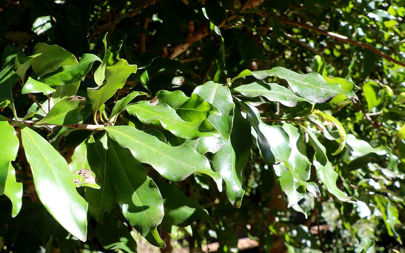 The Garden’s Cafe photo 2